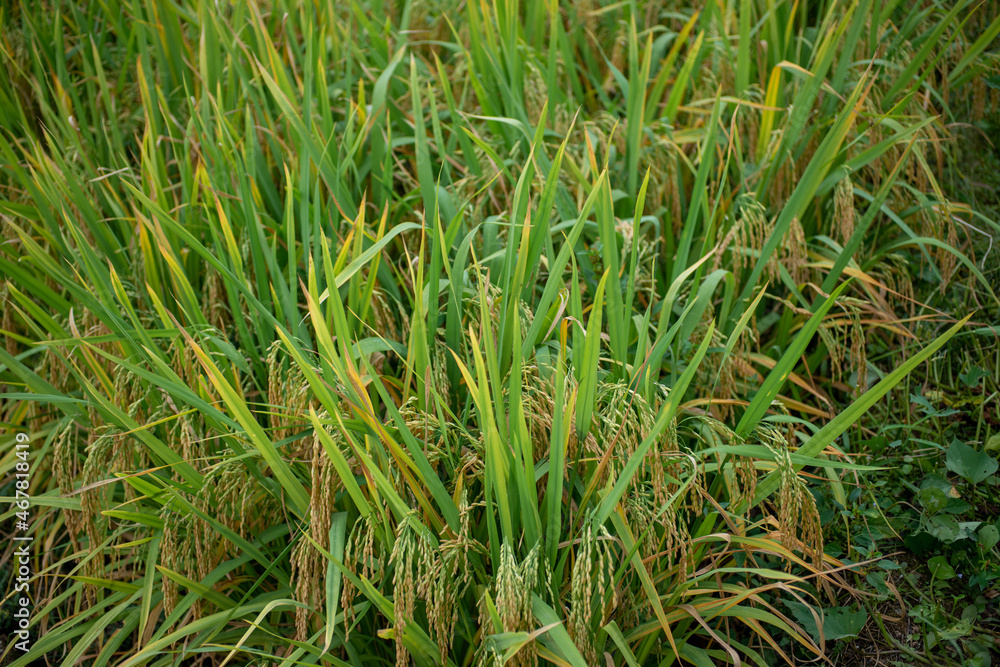 Autumn paddy fields are in the countryside Autumn paddy fields are in the countryside