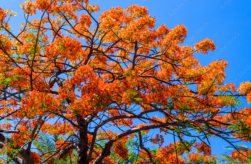 Beautiful Royal Poinciana flowers with blue sky. Beautiful Royal Poinciana flowers with blue sky.