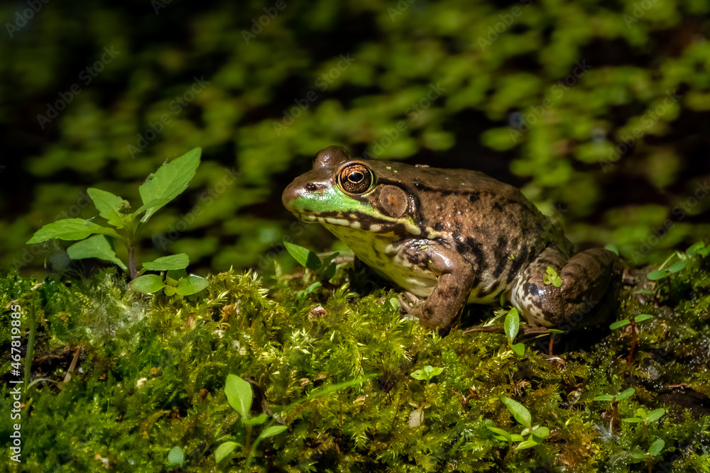 American Bullfrog (Lithobates catesbeianus) resting in the sun on a moss covered log in the marsh.