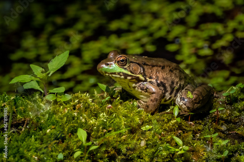 Obraz na płótnie American Bullfrog (Lithobates catesbeianus) resting in the sun on a moss covered log in the marsh. w salonie