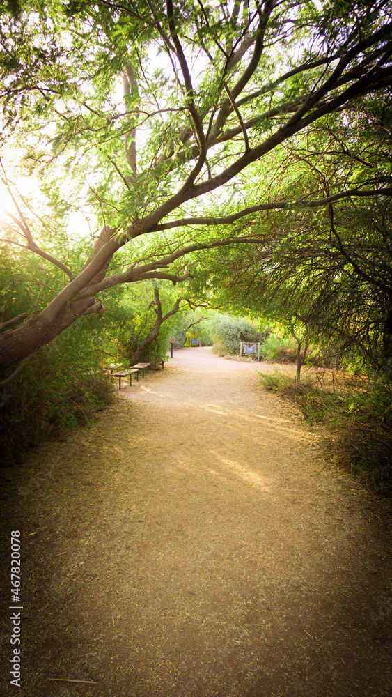 Obraz premium walk through the park