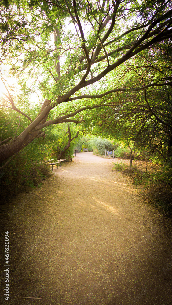 Obraz premium morning in the forest