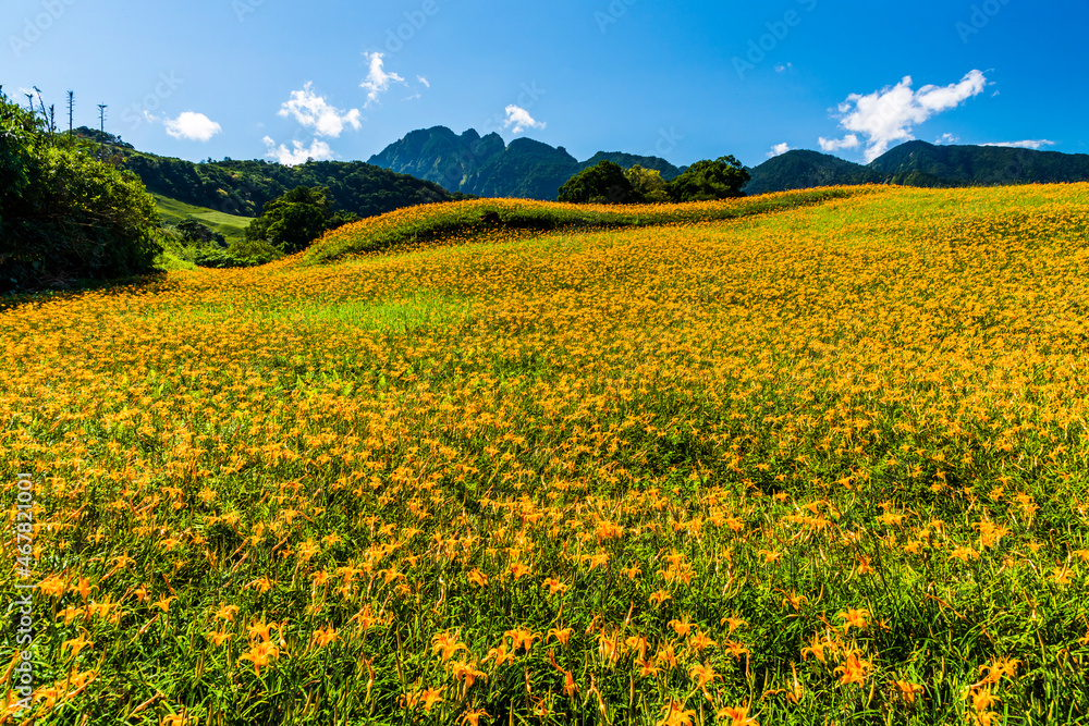 view of beautiful daylilies in the Liushishi Mountain of Hualien, Taiwan,