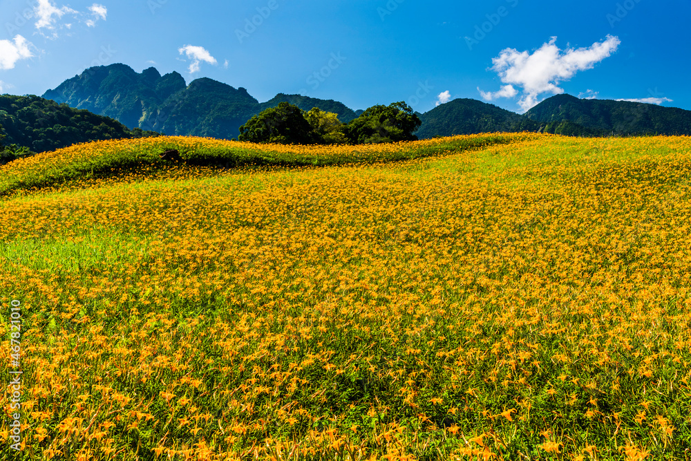 View of beautiful daylilies in the Liushishi Mountain of Hualien, Taiwan. it's one of the famous attractions in Hualien.