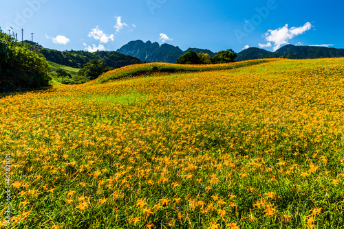 view of beautiful daylilies in the Liushishi Mountain of Hualien  Taiwan 