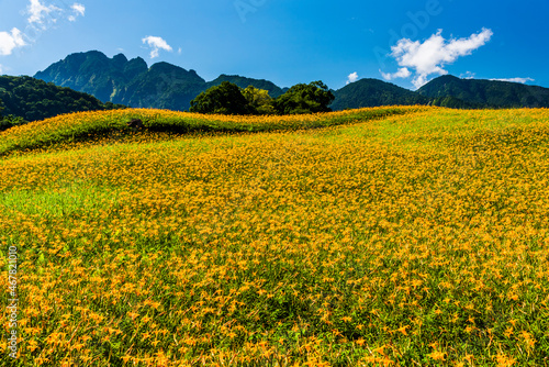 View of beautiful daylilies in the Liushishi Mountain of Hualien  Taiwan. it s one of the famous attractions in Hualien.