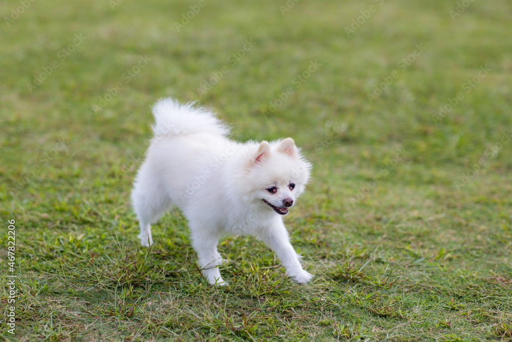 Fototapeta premium White pomeranian run on green lawn at park