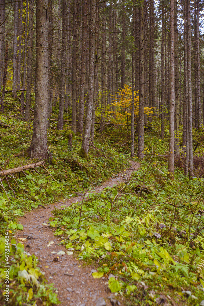 Obraz premium autumn trail in mountain forest