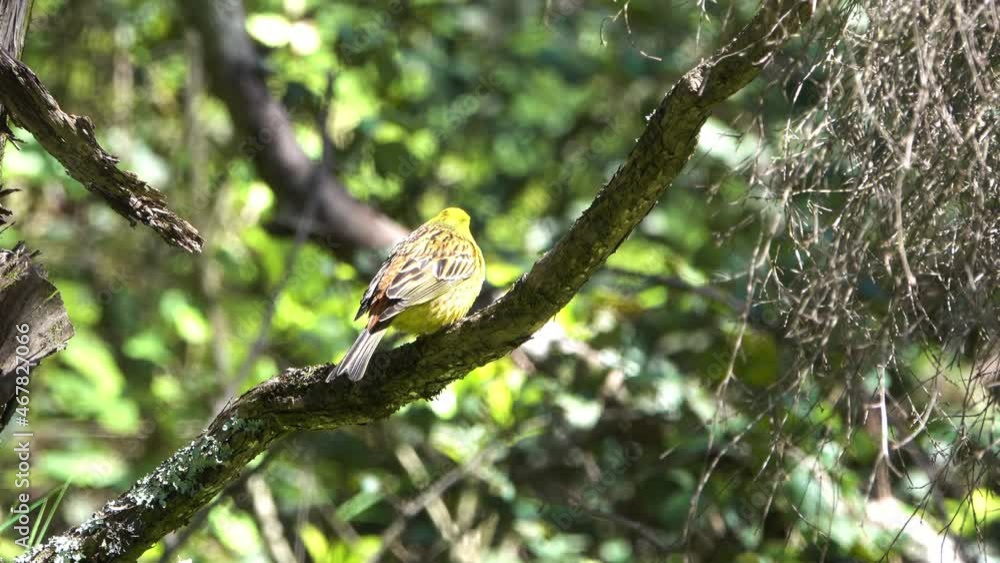 Yellowhammer Yellow Passerine Bird Perched in Tree in New Zealand Yellowhammer Yellow Passerine Bird Perched in Tree in New Zealand