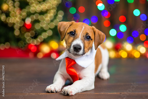 A small puppy of jack russell breed in a shirt collar with a red tie lies at home on a wooden floor against the background of a Christmas tree decorated for christmas © Ermolaeva Olga