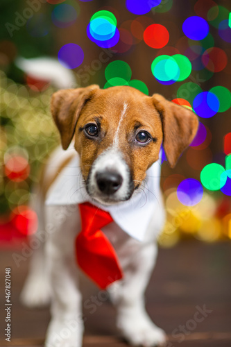 A small puppy of Jack Russell breed in a shirt collar with a red tie stands at home on a wooden floor against the background of a Christmas tree decorated for Christmas.
