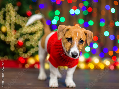 A small puppy of Jack Russell breed with a knitted red sweater stands at home on a wooden floor against the background of a Christmas tree decorated for Christmas. Merry christmas concept.