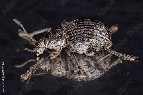 Adult White Broad-nosed Weevil Beetle photo