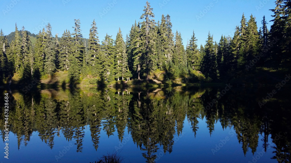 reflection of trees in water