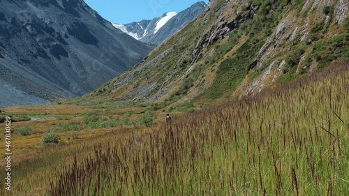 Faceless man tourist walks down valley in tall grass between high mountains. Slow motion photo