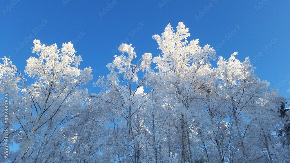 frost covered trees frost covered trees