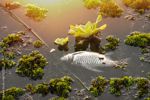 fish die due to water pollution / waste water