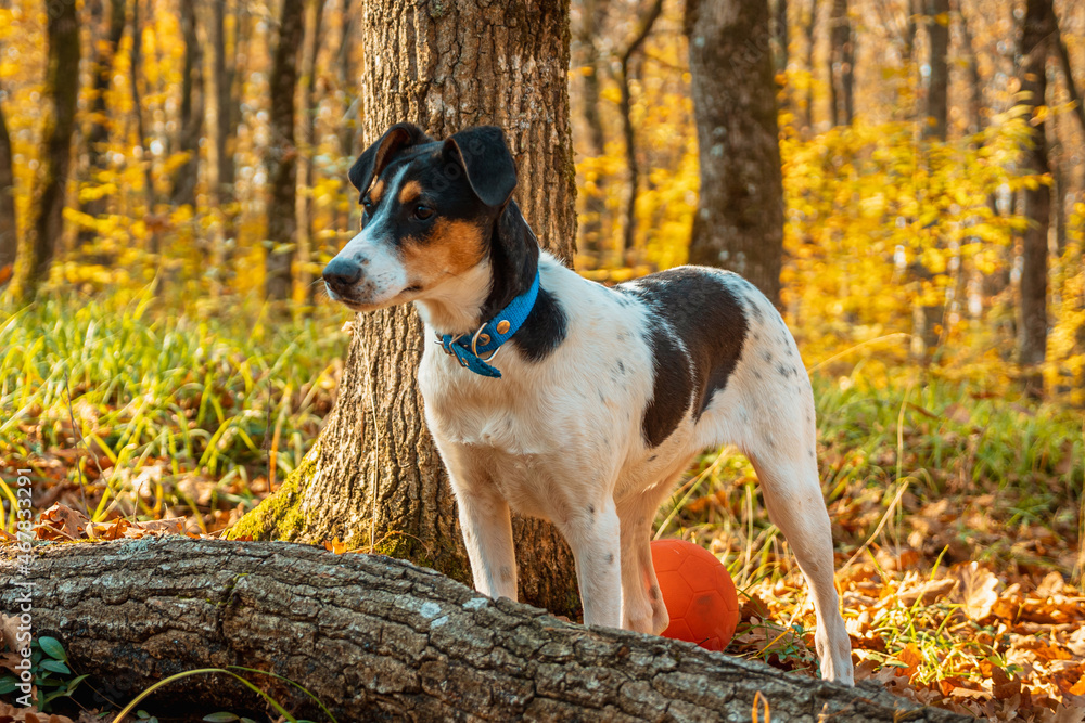 A white dog with black spots standing in an autumn forest. Close-up. Green grass and trees in the background.