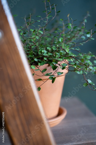 Mulenbeckia in a brown pot on a wooden shelf