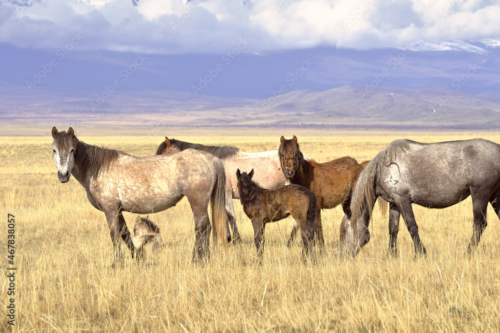 Horses in the Altai Mountains. Pets graze on a spring meadow in the Kurai steppe against the backdrop of snowy mountains. Siberia, Russia Horses in the Altai Mountains. Pets graze on a spring meadow in the Kurai steppe against the backdrop of snowy mountains. Siberia, Russia