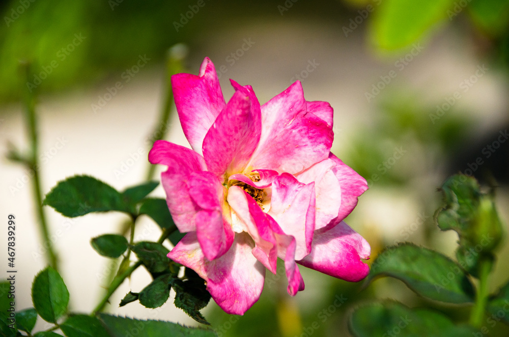 Soft focus beautiful rose with leave nature background, Thailand Soft focus beautiful rose with leave nature background, Thailand