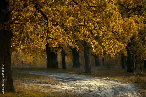 Autumn tree with yellow leaves on the background of the path stretching into the distance.