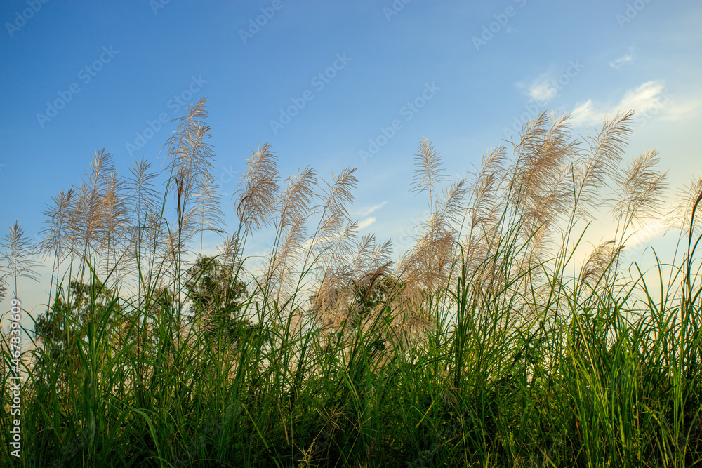 Fototapeta premium white and green grass in the background sky