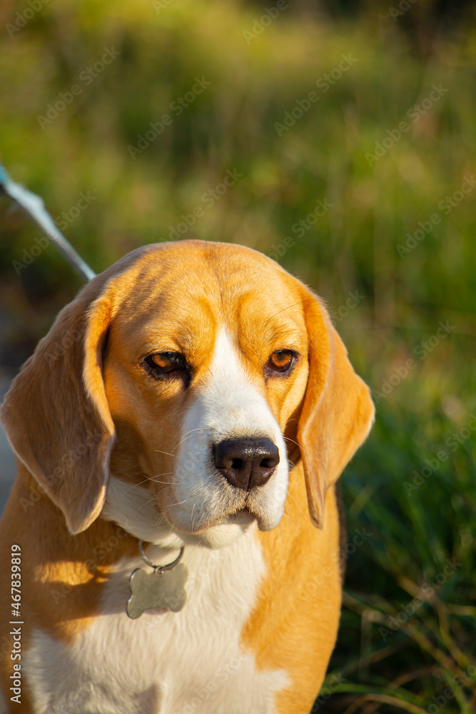 Photo of a pedigreed beagle dog with a collar sitting on the green grass in the morning.