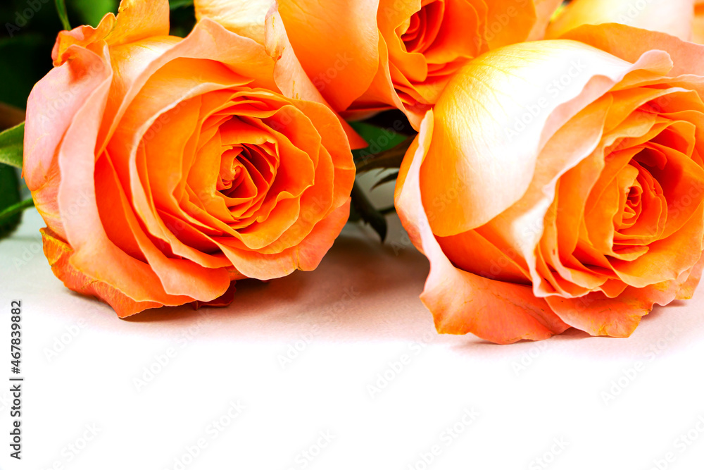 Background for Valentine's Day, March eighth, mother's Day, with pink roses. Isolated on a white background with space to copy Background for Valentine's Day, March eighth, mother's Day, with pink roses. Isolated on a white background with space to copy