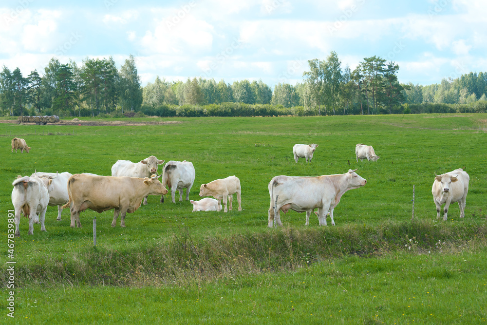 The Charolais  is a French breed of taurine beef cattle. Selective focus.. Cattle