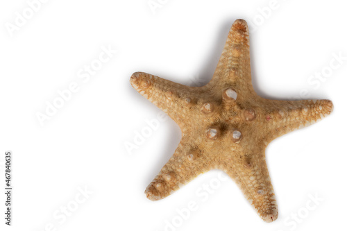 Beautiful starfish on isolated on white background.