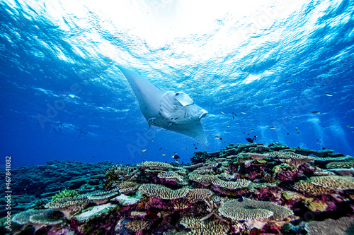 Canvastavla manta ray