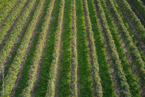 Green striped texture top view. Italian vineyard plantations in the autumn season. Rows of vineyards aerial view. Texture of autumn vineyards in Italy top view. Background of green lines.