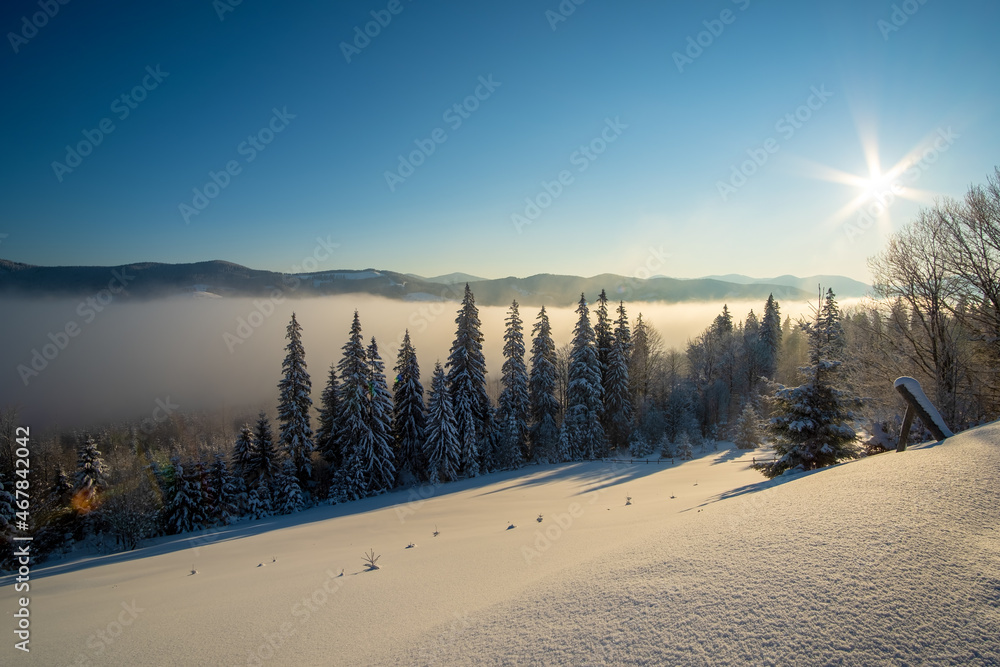 Amazing winter landscape with pine trees of snow covered forest in cold foggy mountains at sunrise