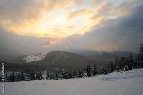 Amazing winter landscape with pine trees of snow covered forest in cold foggy mountains at sunrise © bilanol