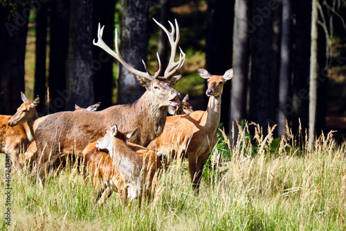 Fototapeta Naklejka Na Ścianę i Meble -  Rotwild ( Cervus elaphus ).