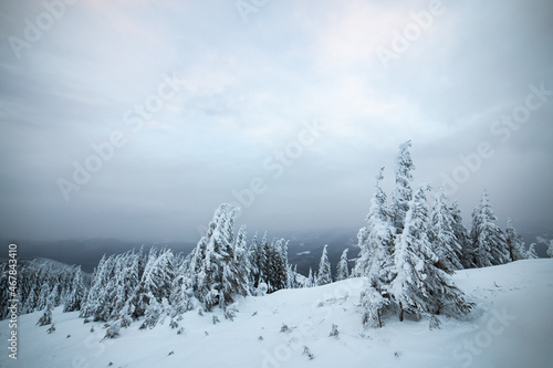Dramatic winter landscape with spruce forest cowered with white snow in cold frozen mountains