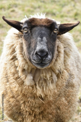 Close up of a sheep