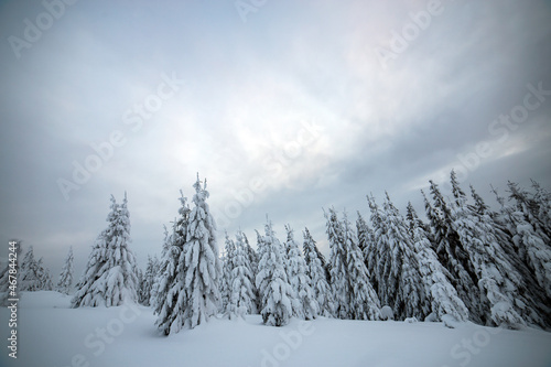 Moody winter landscape of spruce woods cowered with deep white snow in cold frozen mountains
