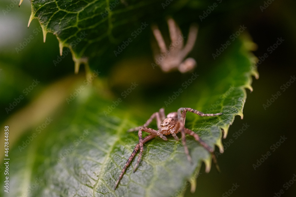 a wolf spider sits on a green leaf after molting a wolf spider sits on a green leaf after molting