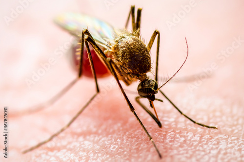 Malaria Infected Mosquito Bite on Green Background. Leishmaniasis, Encephalitis, Yellow Fever, Dengue, Malaria Disease, Mayaro or Zika Virus Infectious Culex Mosquitoe Parasite Insect Macro Close-up.