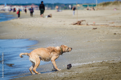 Un cane labrador si scrolla l'acqua di dosso dopo essere andato a riprendere il bastone lanciato dal padrone nel mare