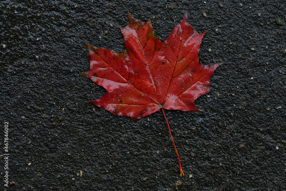 Red maple leaf lays on dark asphalt road. Macro photo Red maple leaf lays on dark asphalt road. Macro photo