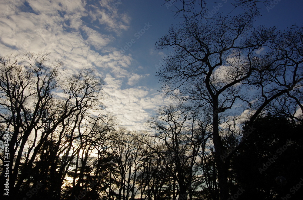 奈良公園で撮影した冬木立と夕日に光る雲