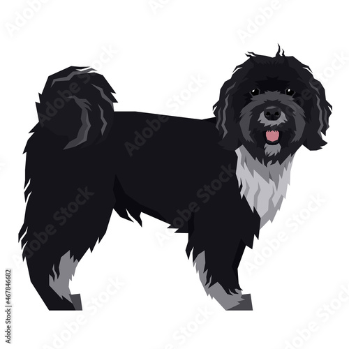 Dog Breeds Vector illustration Tibetan Terrier Isolated object