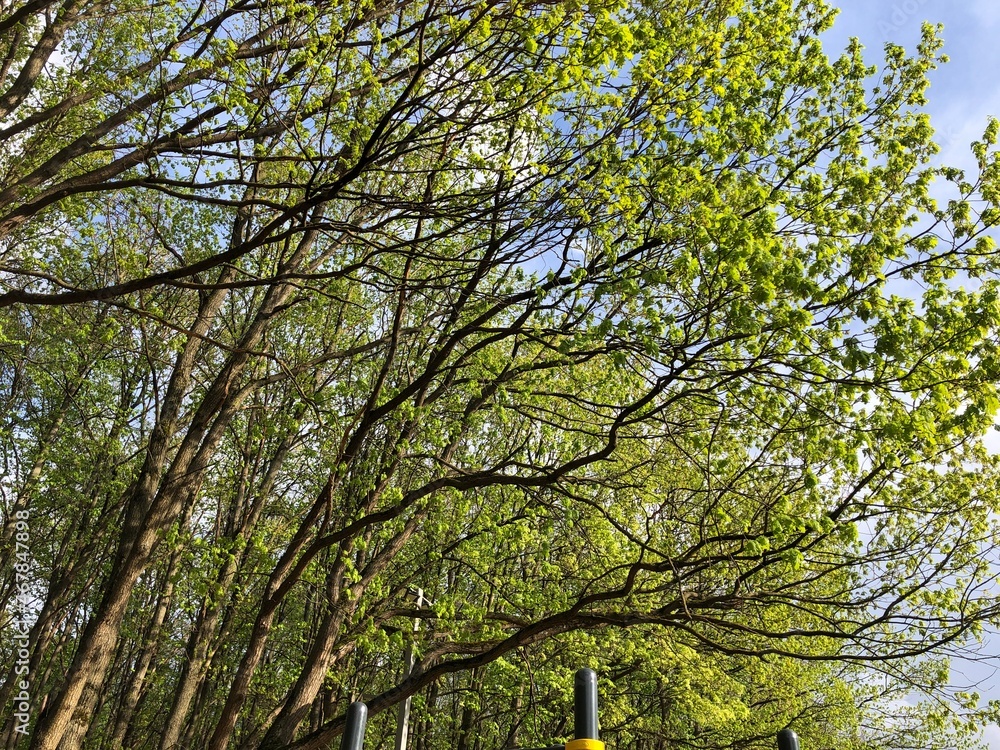 young green leaves on trees in spring