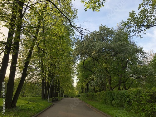 young green leaves on trees in spring