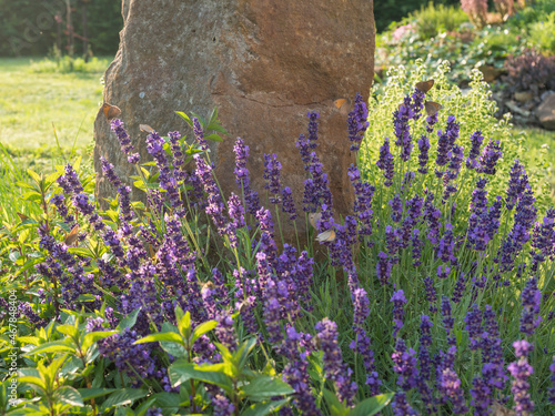 Blooming Lavandula angustifolia, Levander at flower bed with small heath butterflies. Purple lilac scented flowering bush with stone and grass in background, selective focus