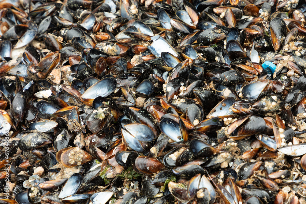 pile of mussel shells