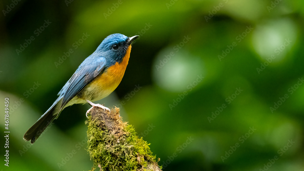 Fototapeta premium Indochinese Blue Flycatcher perching on tree stump